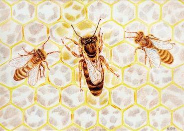 Ansichtkaart Bijenkoningin