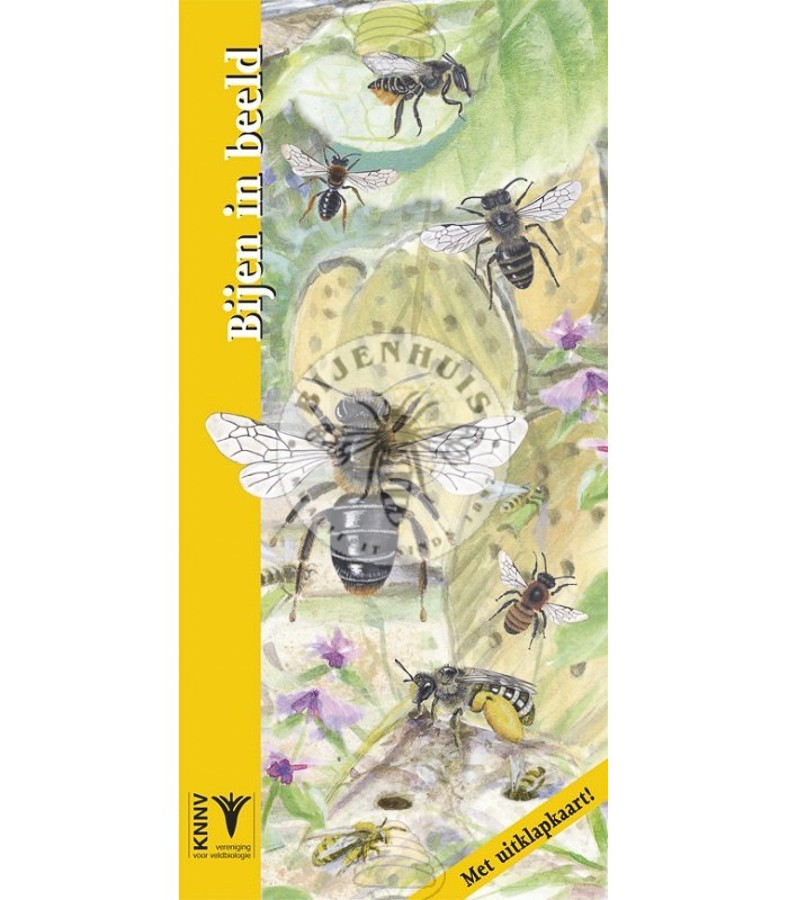 Bijen In Beeld