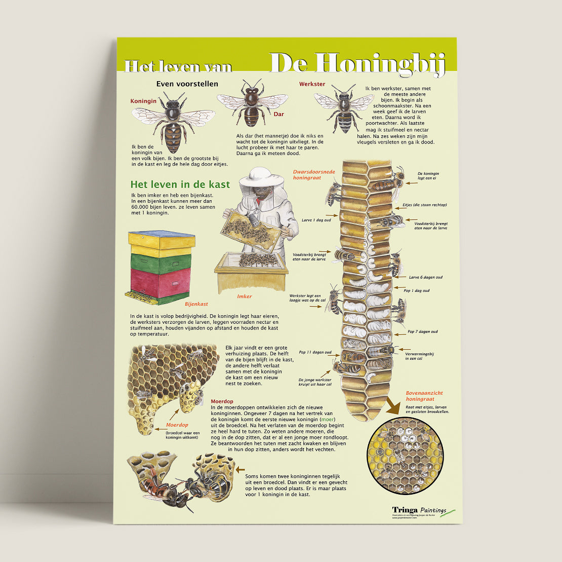 Edukaart - Het leven van de Honingbij