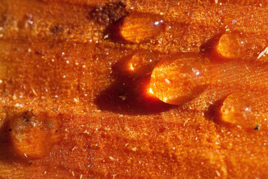Propolis
