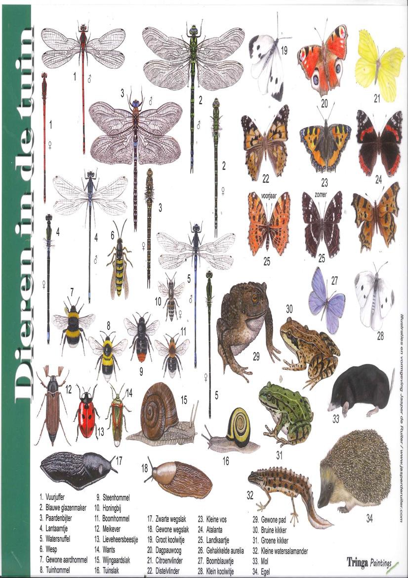 Herkenningskaart Dieren In De Tuin