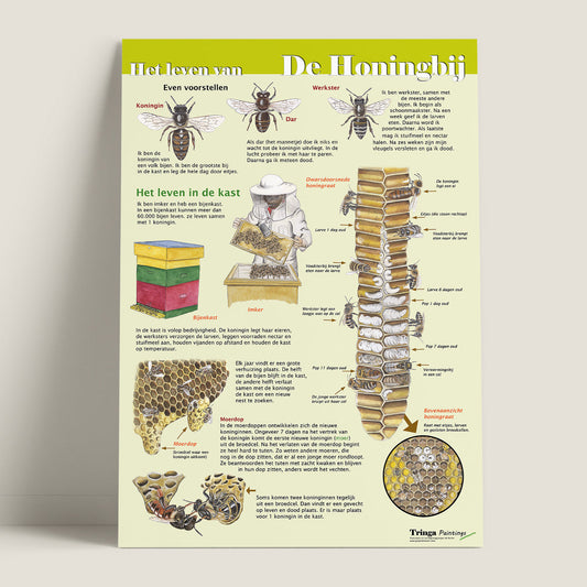 Edukaart - Het leven van de Honingbij