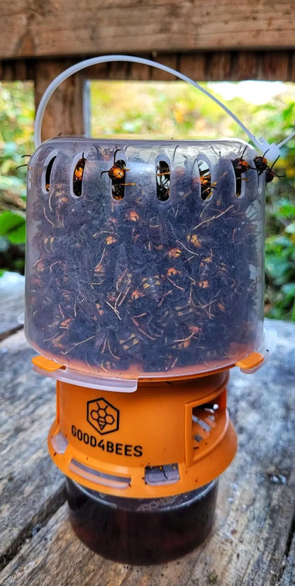Hoornaarval Good4Bees