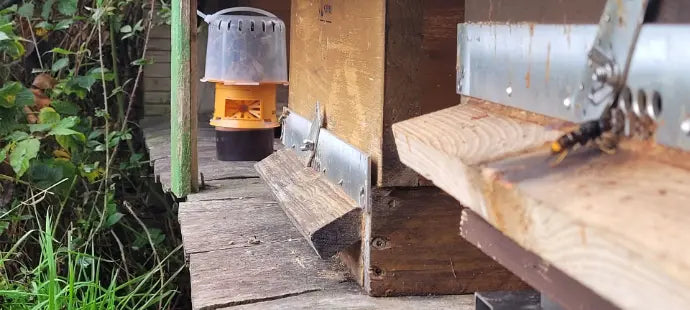 Hoornaarval Good4Bees